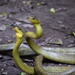 Amazon Puffing Snake - Photo (c) Samy Lima, all rights reserved, uploaded by Samy Lima