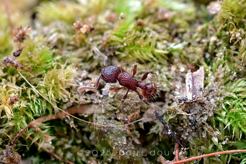 Tetramorium ciliatumTetramorium ciliatum