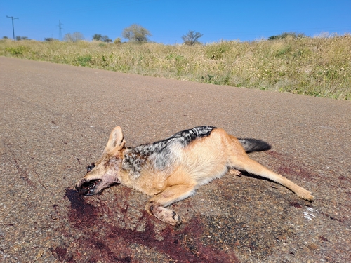 Black-backed Jackal