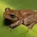 Pine Woods Tree Frog - Photo (c) Kyran Leeker, all rights reserved