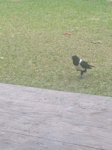 Pied Crow