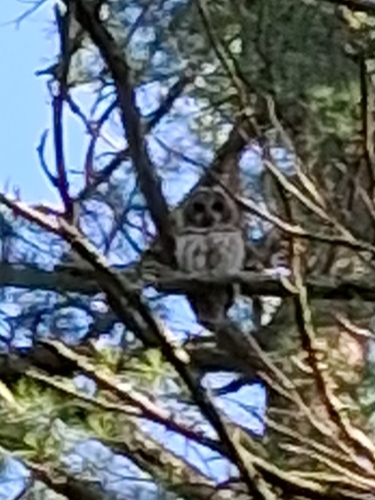 View observation of {o.common_name} on iNaturalist