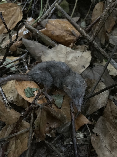 Asian House Shrew
