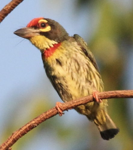 Coppersmith Barbet