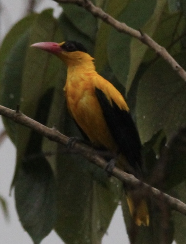 Black-naped Oriole
