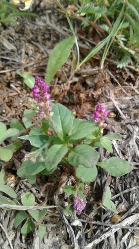 Polygala crotalarioides