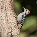 Middle Spotted Woodpecker and Allies - Photo (c) Amol Kokane, all rights reserved, uploaded by Amol Kokane