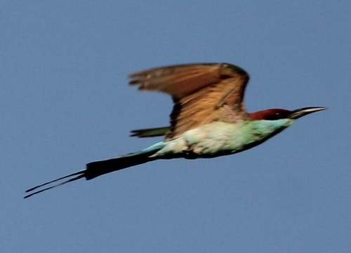 Rufous-crowned Bee-eater