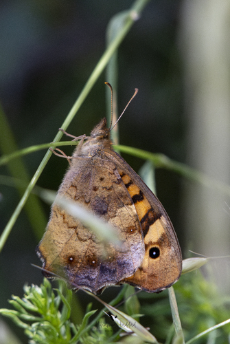 Speckled Wood