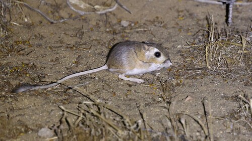 Panamint kangaroo rat