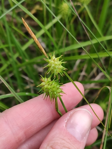 yellow-green sedge