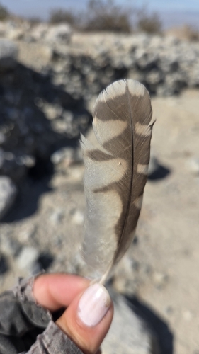 View observation of {o.common_name} on iNaturalist