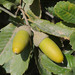 Quercus infectoria boissieri - Photo (c) Ori Fragman-Sapir, kaikki oikeudet pidätetään, uploaded by Ori Fragman-Sapir