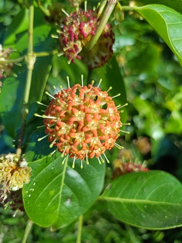 Uncaria guianensis