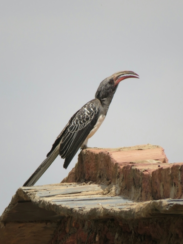 Hemprich's Hornbill