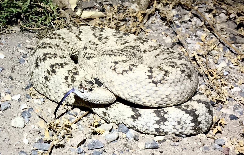 Nevada Rattlesnakes Great Basin Rattlesnake from SR-317, Caliente, NV, US on September 11 ...