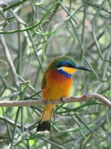 Ethiopian Bee-eater