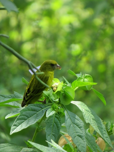 African Citril