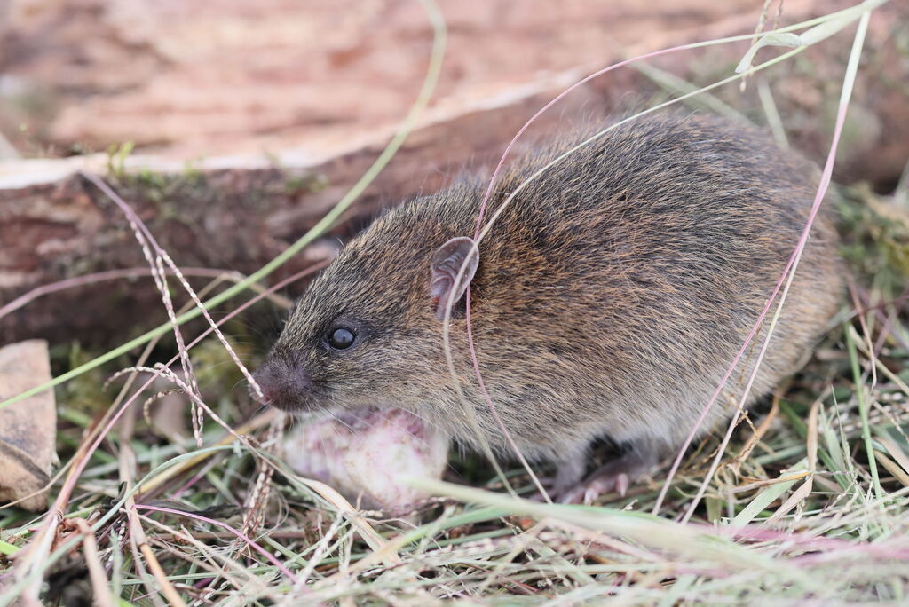Eastern rat