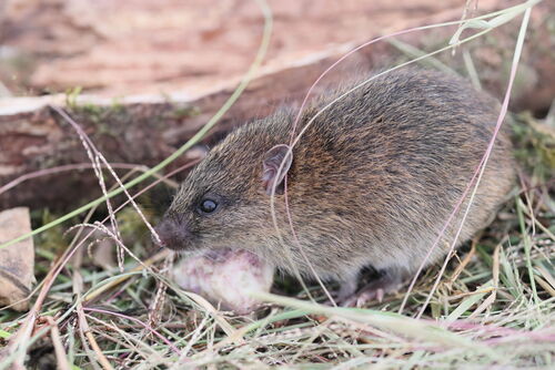 Eastern Rat (Rattus mordax) — Least Concern Mammalia