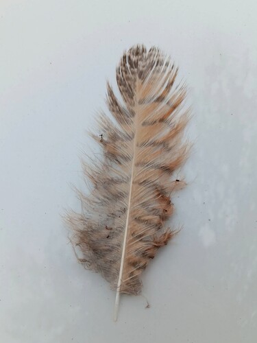 View observation of {o.common_name} on iNaturalist
