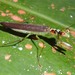 Iridopterygidae - Photo (c) Nuwan Chathuranga, todos los derechos reservados, subido por Nuwan Chathuranga