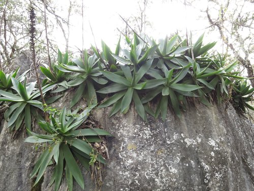 Mitis Century Plant