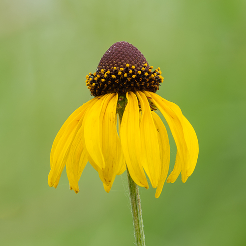 Rudbeckia grandiflora