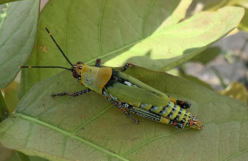 Variegated grasshopper
