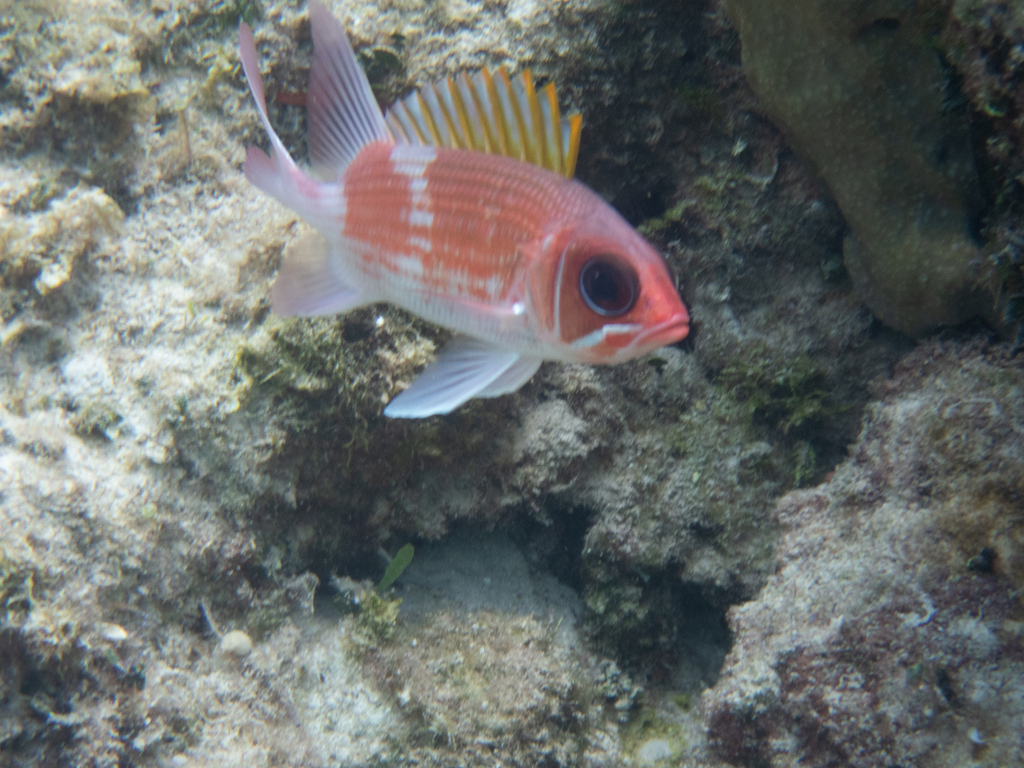 Squirrelfish