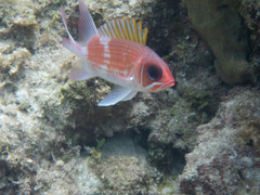 Squirrelfish