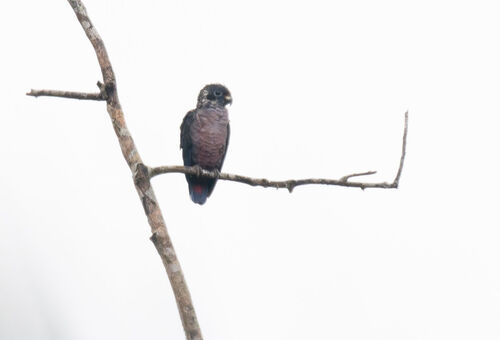Pionus fuscus