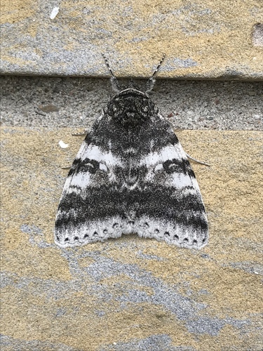 White Underwing