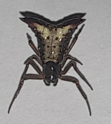 Micrathena plana