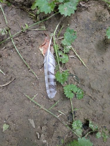 View observation of {o.common_name} on iNaturalist