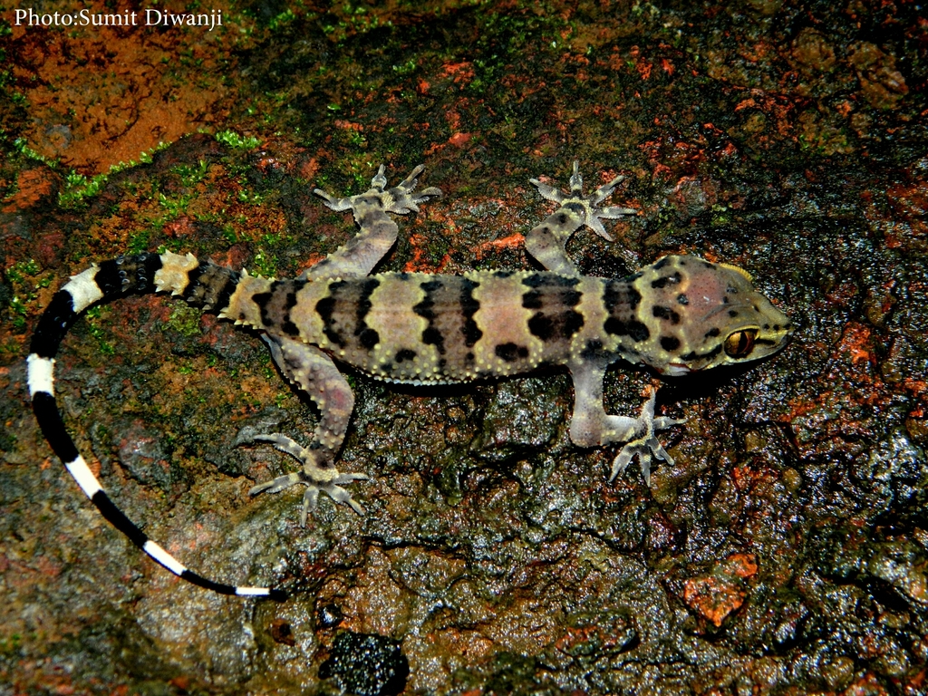 Giant Spotted Gecko (Hemidactylus maculatus)