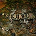 Hemidactylus maculatus - Photo (c) Sumit Diwanji, όλα τα δικαιώματα διατηρούνται, uploaded by Sumit Diwanji