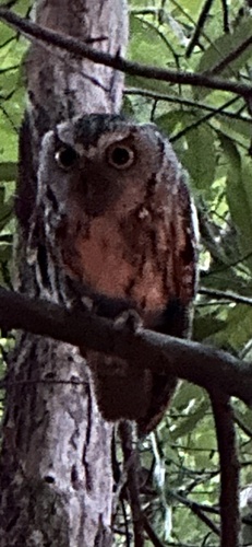 View observation of {o.common_name} on iNaturalist