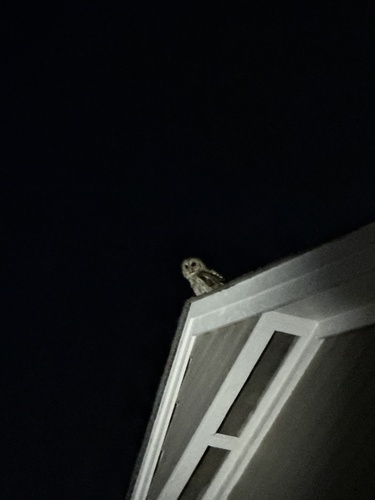 View observation of {o.common_name} on iNaturalist