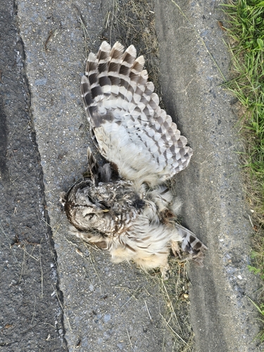 View observation of {o.common_name} on iNaturalist