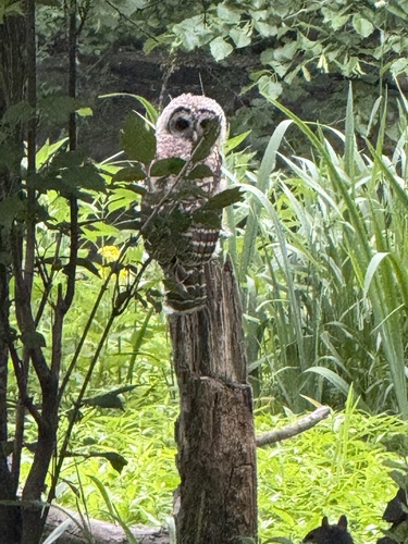 View observation of {o.common_name} on iNaturalist