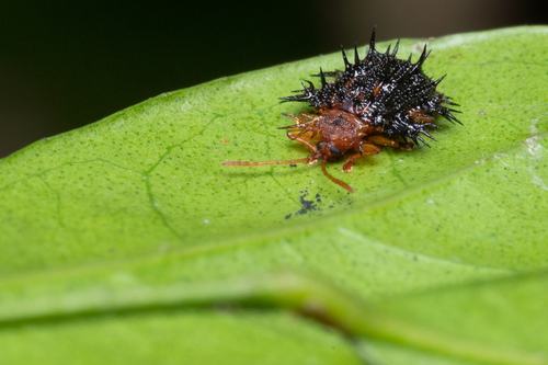 Platypria Dimidiata · Inaturalist