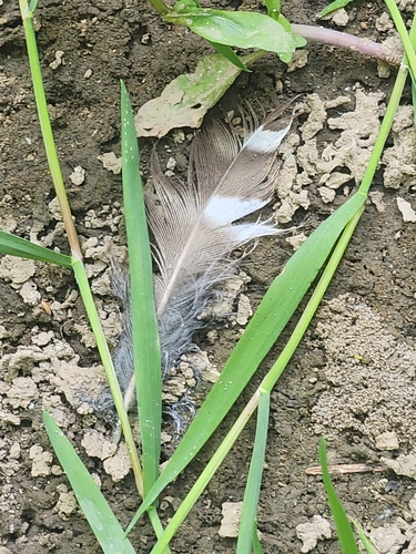View observation of {o.common_name} on iNaturalist
