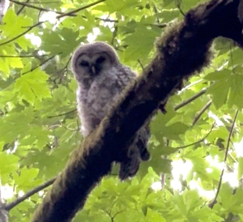 View observation of {o.common_name} on iNaturalist