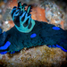 Gloomy Nudibranch - Photo (c) pidduxp, all rights reserved