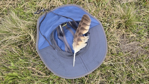 View observation of {o.common_name} on iNaturalist