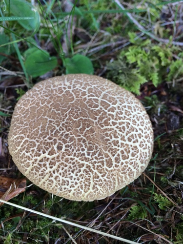 Auksakotis švelniabaravykis nuotrauka
