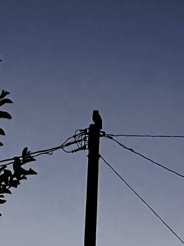 View observation of {o.common_name} on iNaturalist