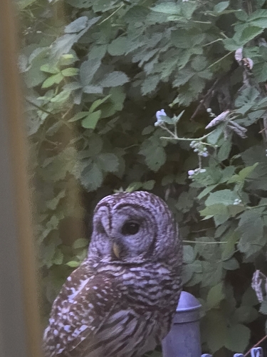 View observation of {o.common_name} on iNaturalist