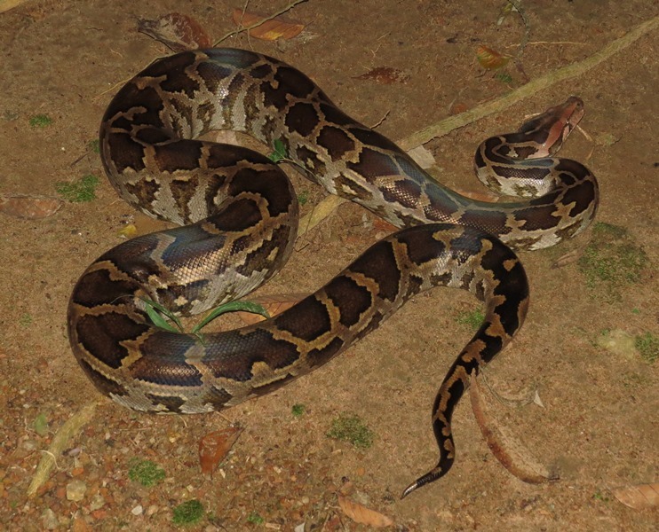 Indian Python in January 2016 by Nuwan Chathuranga · iNaturalist